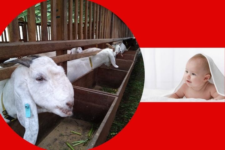 Hukum Aqiqah dan Qurban Lengkap Dalam Islam
