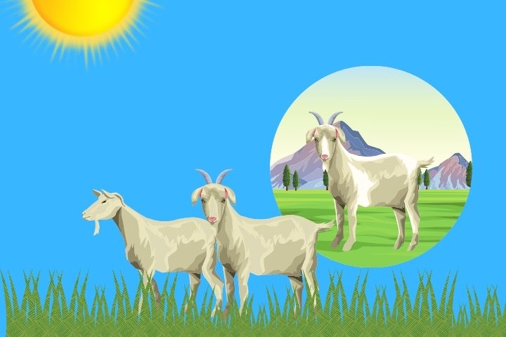 Daging Aqiqah Sebaiknya Dibagi Mentah atau Dimasak?