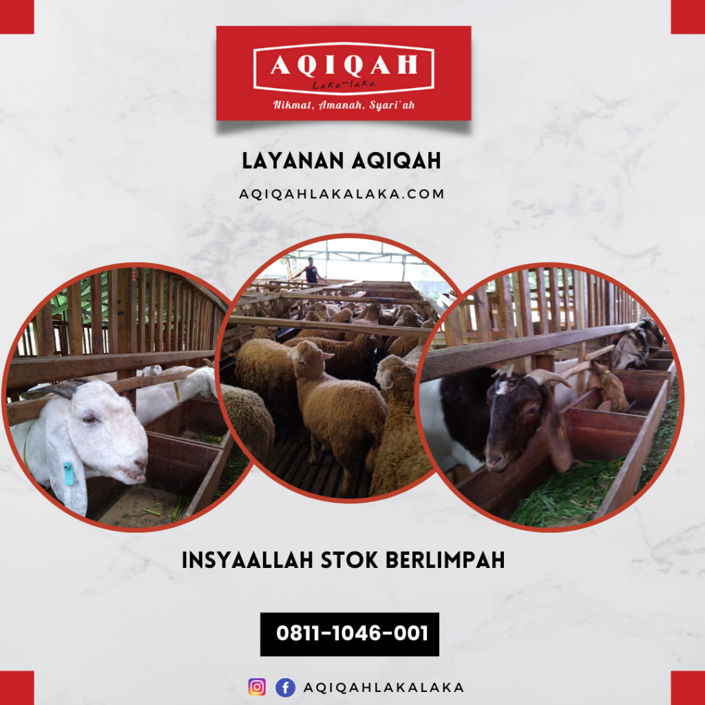 layanan aqiqah bogor